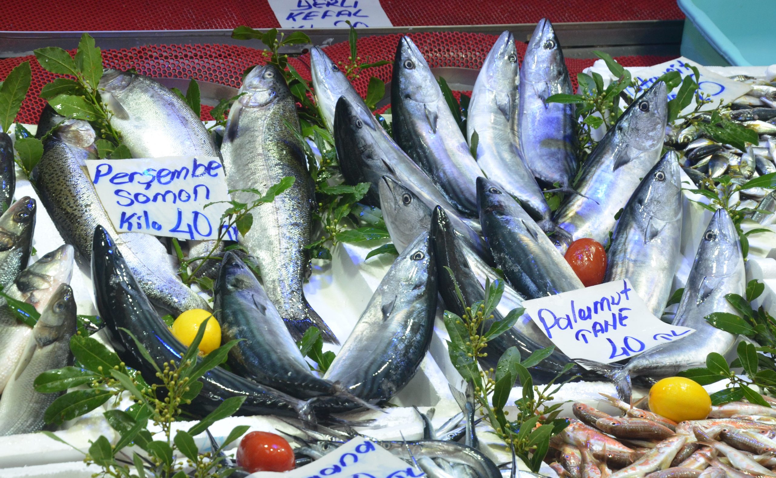 ORDU'DA PALAMUT 40 LİRA