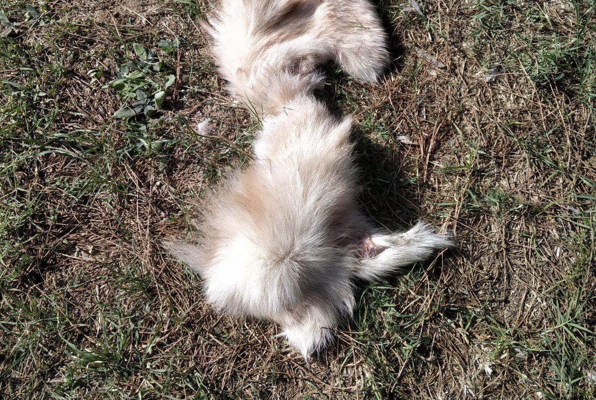 KÖPEĞİN DERİSİNİ YÜZÜP YOL KENARINA ATTILAR