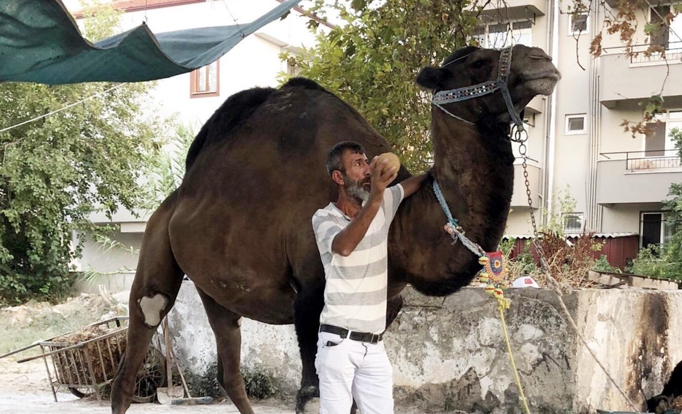 DEVENİN SALDIRDIĞI BİR KİŞİ HAYATINI KAYBETTİ