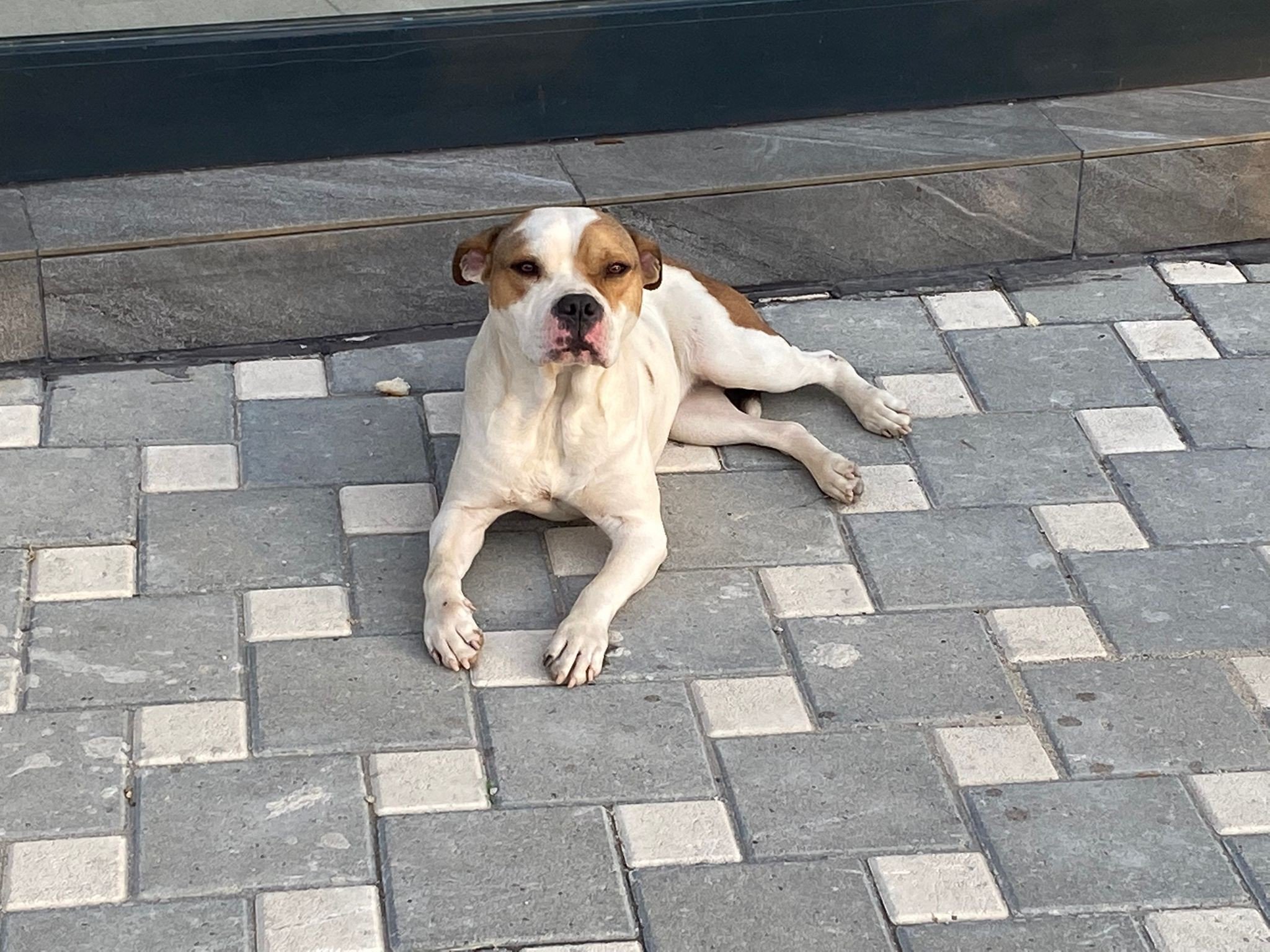 ADANA'DA 2021'DE SOKAĞA BIRAKILAN 70 YASAKLI KÖPEK TOPLANDI