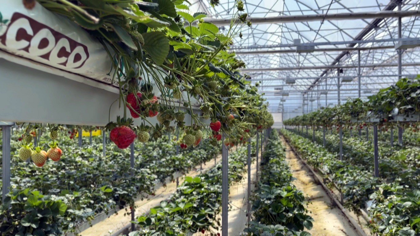 SİNOP'TAN DÜNYAYA ÇİLEK İHRACATI SENEDE 100 TON ÜRETİLEN ÇİLEKLER DÜNYAYA İHRAÇ EDİLİYOR