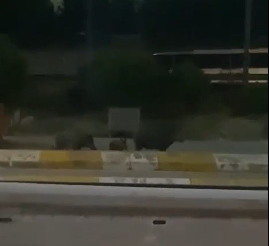 KOCAELİ'DE DOMUZLAR ŞEHRE İNDİ