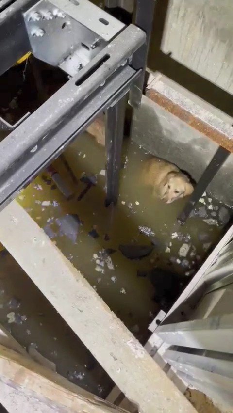 ASANSÖR BOŞLUĞUNA DÜŞEN KÖPEKLERİ İTFAİYE KURTARDI