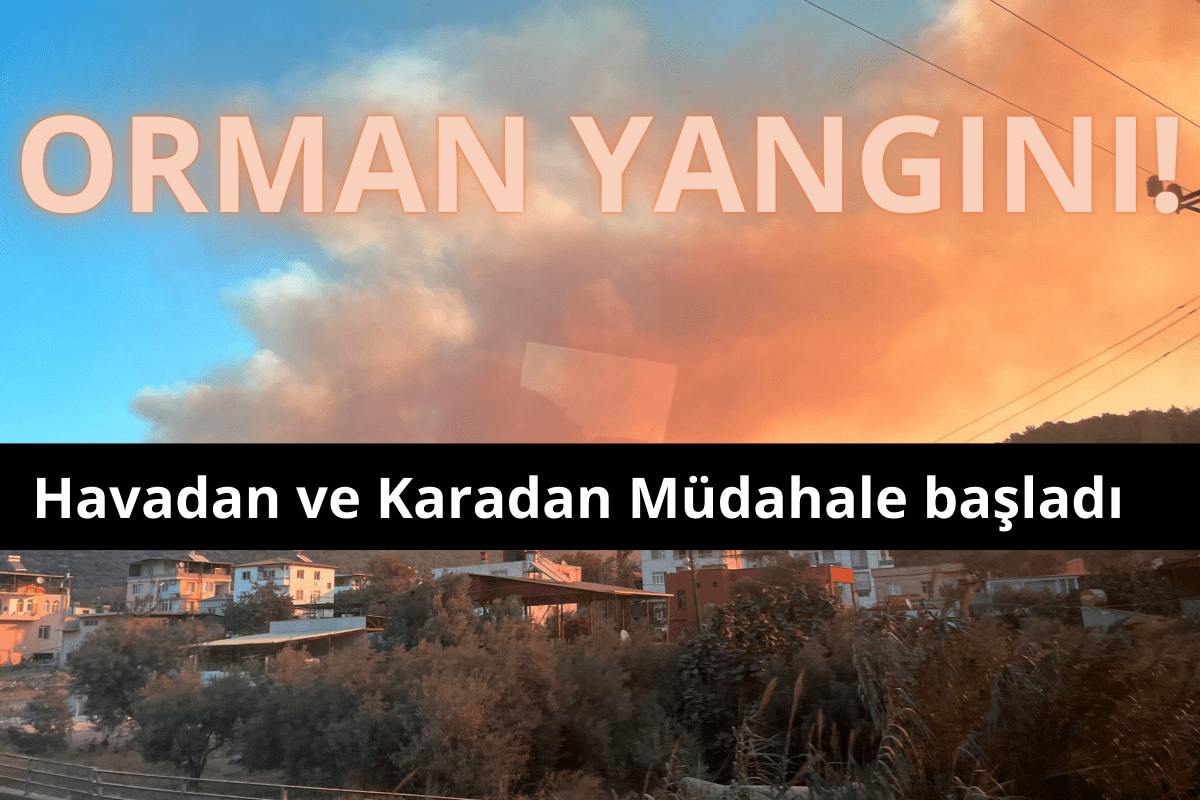ORMAN YANGINI (1)