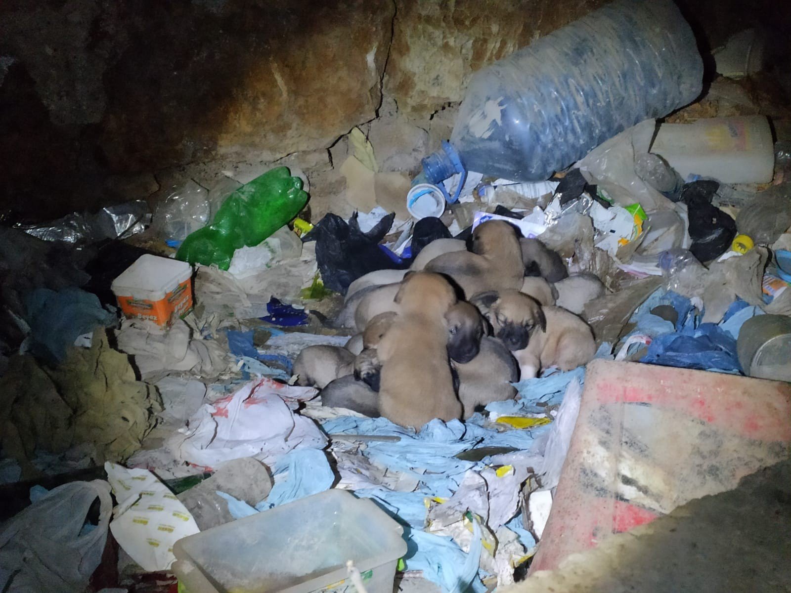 (ÖZEL) ESKİŞEHİR'DE VİCDANLARI HEM SIZLATAN HEM DE ISITAN OLAY DEMİRYOLU İŞÇİLERİ AĞRI KAPALI ÇUVAL İÇİNDE 8 KÖPEK YAVRUSU BULDU YENİ DOĞUM YAPAN BAŞKA BİR ANNE MİNİK YAVRULARI SAHİPLENDİ EKİPTE GÖREV YAPAN GÖKALP TEPEGÖZ "SESLERİNİ DUYUP BULDUĞUMUZ YAVRULAR KURTARILMASALARDI MUHTEMELEN AÇLIKTAN VE HAVASIZLIKTAN ÖLECEKTİ" "BİZ ONLARI, SAHİPLENEN BAŞKA BİR ANNE KÖPEK DE YAVRULARI BESLİYOR"