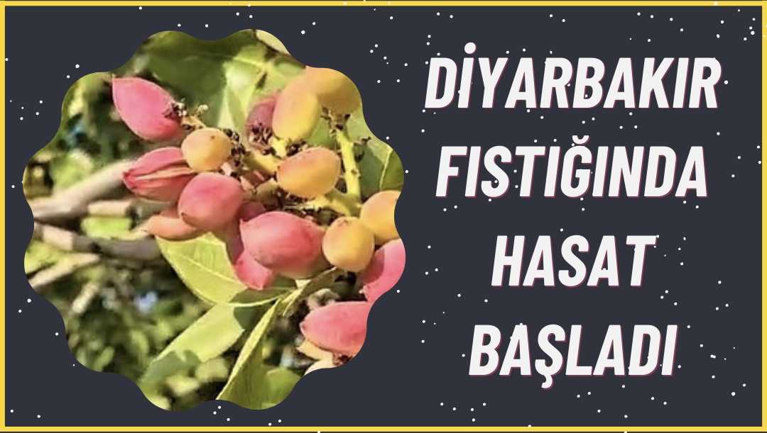 Mor Sade Matematik Kursu Youtube Küçük Resmi - 1