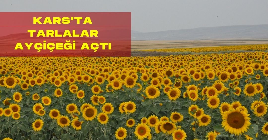 YEDİ KITADA HABER - 1