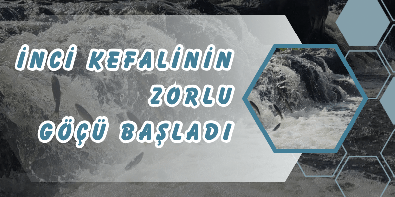 015C145E-9740-410D-BA9E-AEE286859160