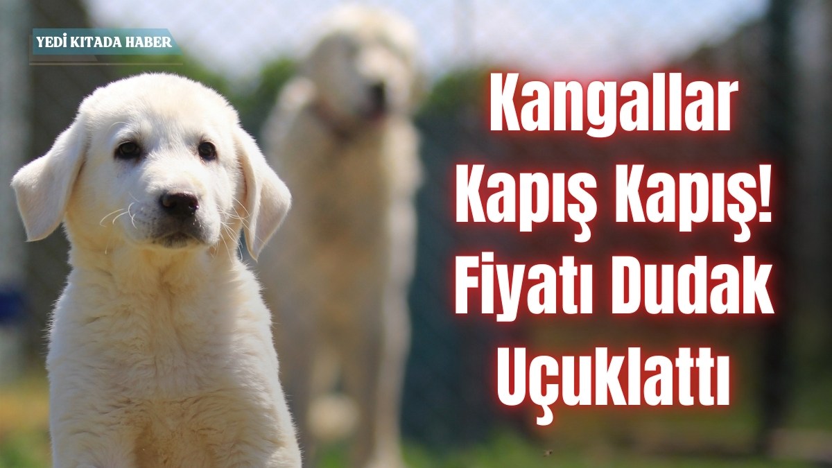 Kangallar Kapış Kapış! Fiyatı Dudak Uçuklattı
