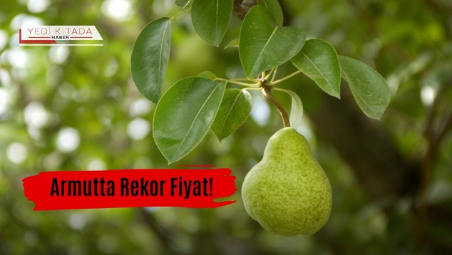 Armutta Rekor Fiyat!