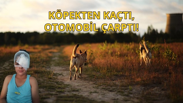 Köpekten Kaçtı, Otomobil Çarptı!