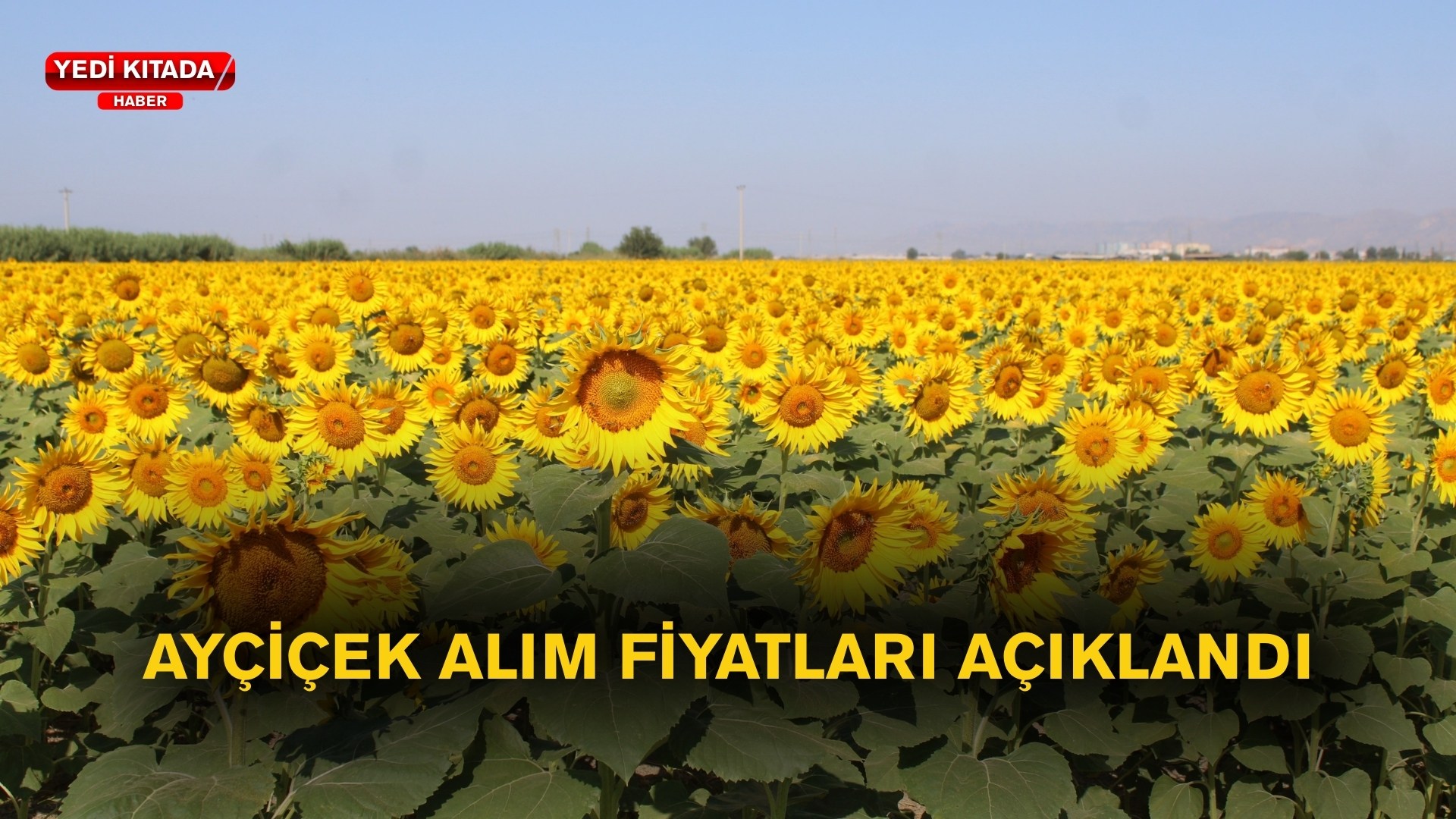 AW545421_02