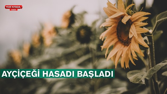 AW554707_01