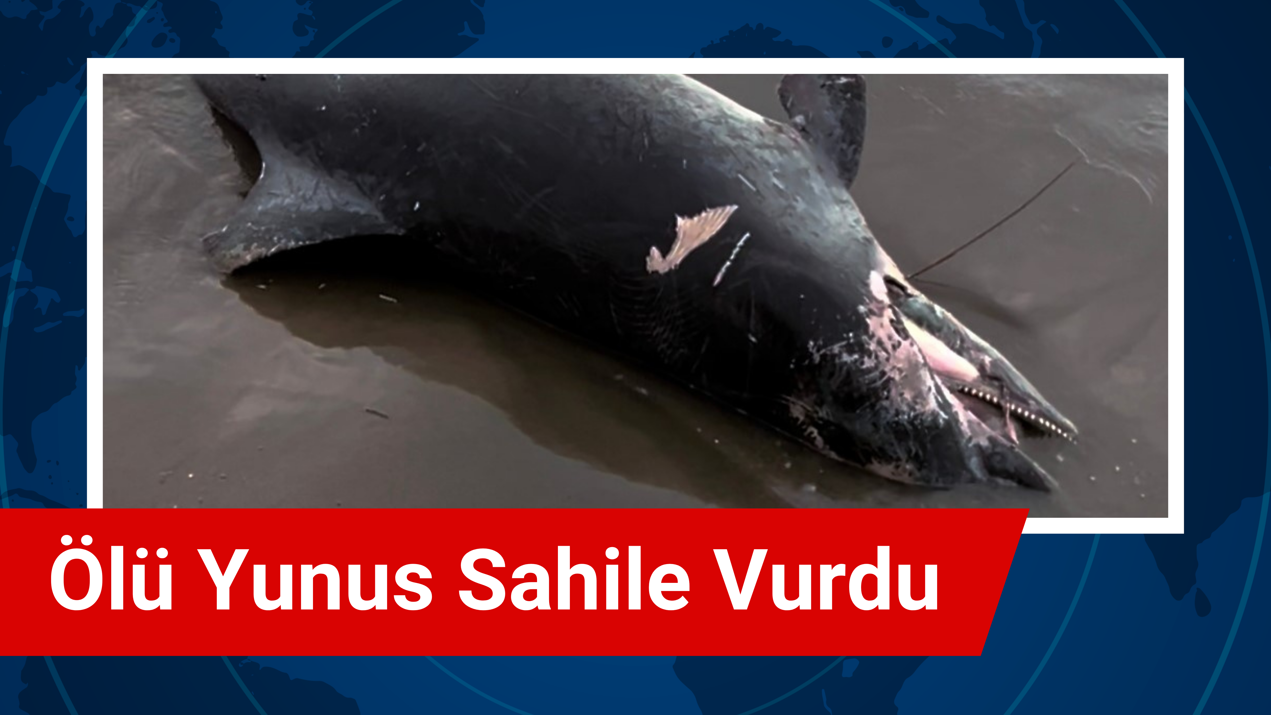 Ölü Yunus Sahile Vurdu