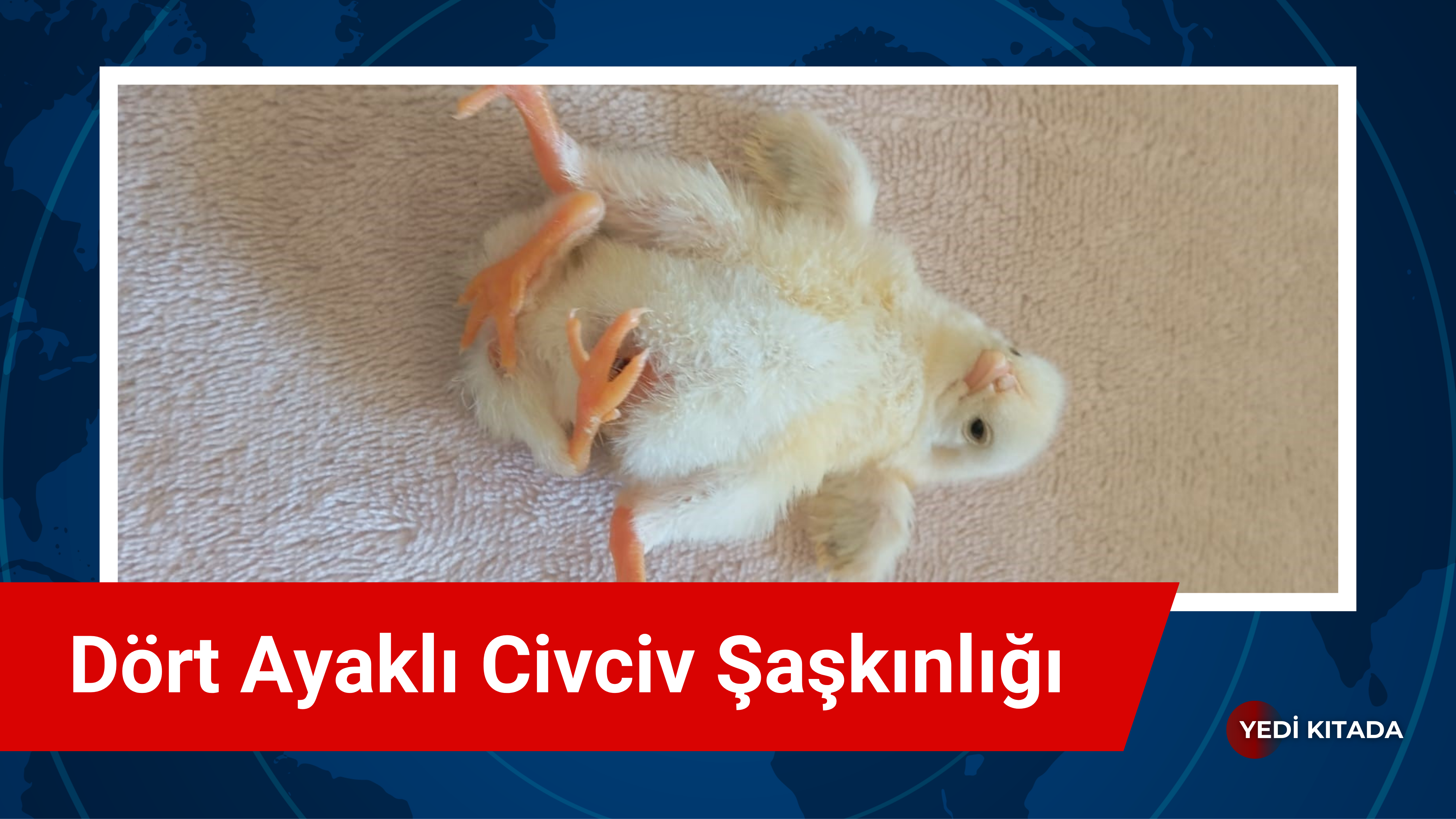 Diyarbakır’da Dört Ayaklı Civciv Şaşkınlığı