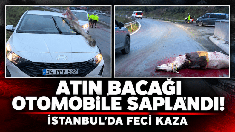Atın Bacağı Otomobile Saplandı