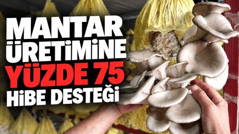 Mantar üretimine yüzde 75 hibe desteği