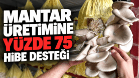 Mantar Üretimine Yüzde 75 Hibe