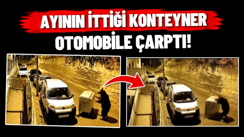 Ayının İttiği Konteyner Otomobile Çarptı!