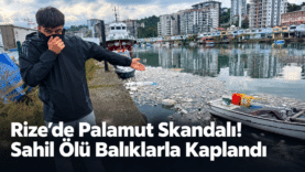 Rize Sahilinde Ölü Balık Skandalı