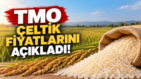 TMO Çeltik Fiyatlarını Açıkladı!