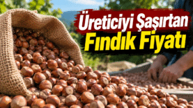 Üreticiyi Şaşırtan Fındık Fiyatı