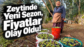 Zeytinde Yeni Sezon, Fiyatlar Olay Oldu!