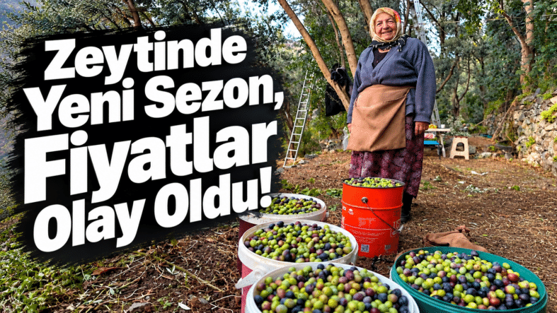 Zeytinde Yeni Sezon, Fiyatlar Olay Oldu!